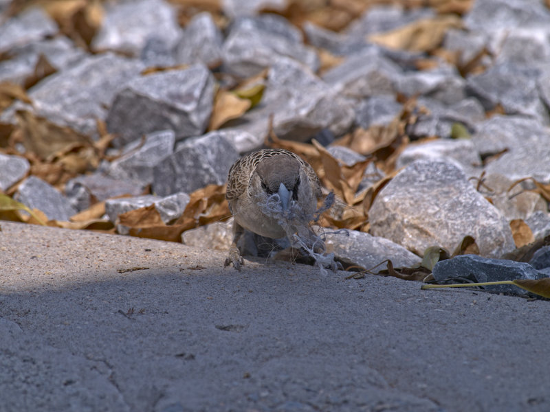 Okaukuejo, Weaver Bird